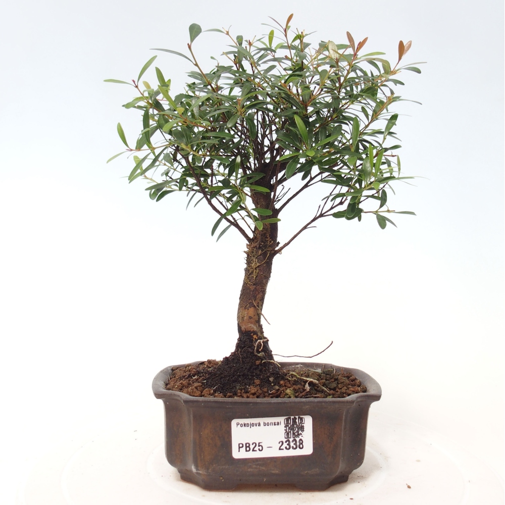 Izbová bonsai - Syzygium - pimentovníka