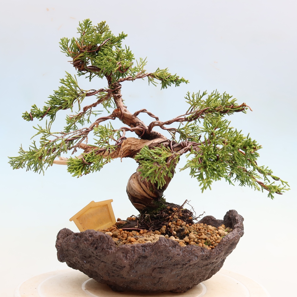 Vonkajší bonsai – Juniperus chinensis Itoigawa – čínsky jalovec
