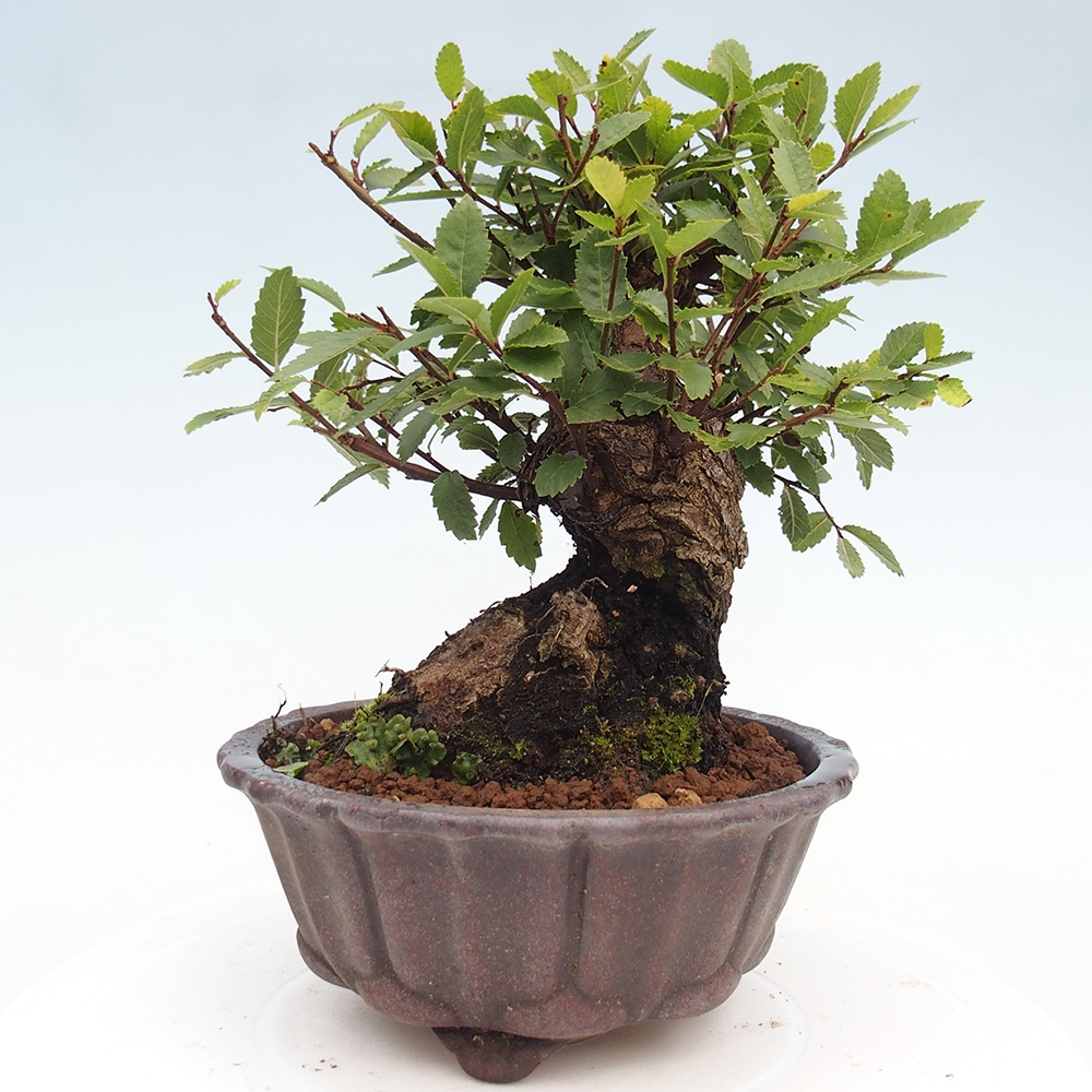Vonkajšie bonsai - Zelkova - Zelkova serrata