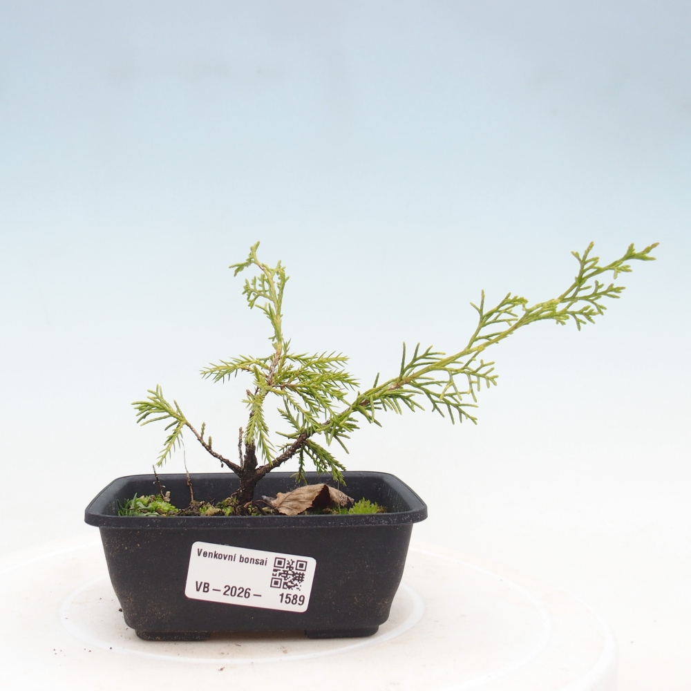Vonkajší bonsaj - Juniperus chinensis Itoigawa