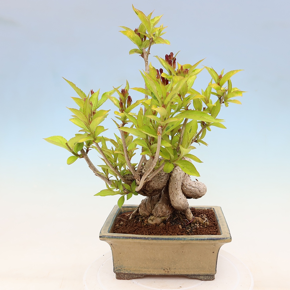 Vonkajší bonsai – Weigela subsessilis – vajgélia kórejská