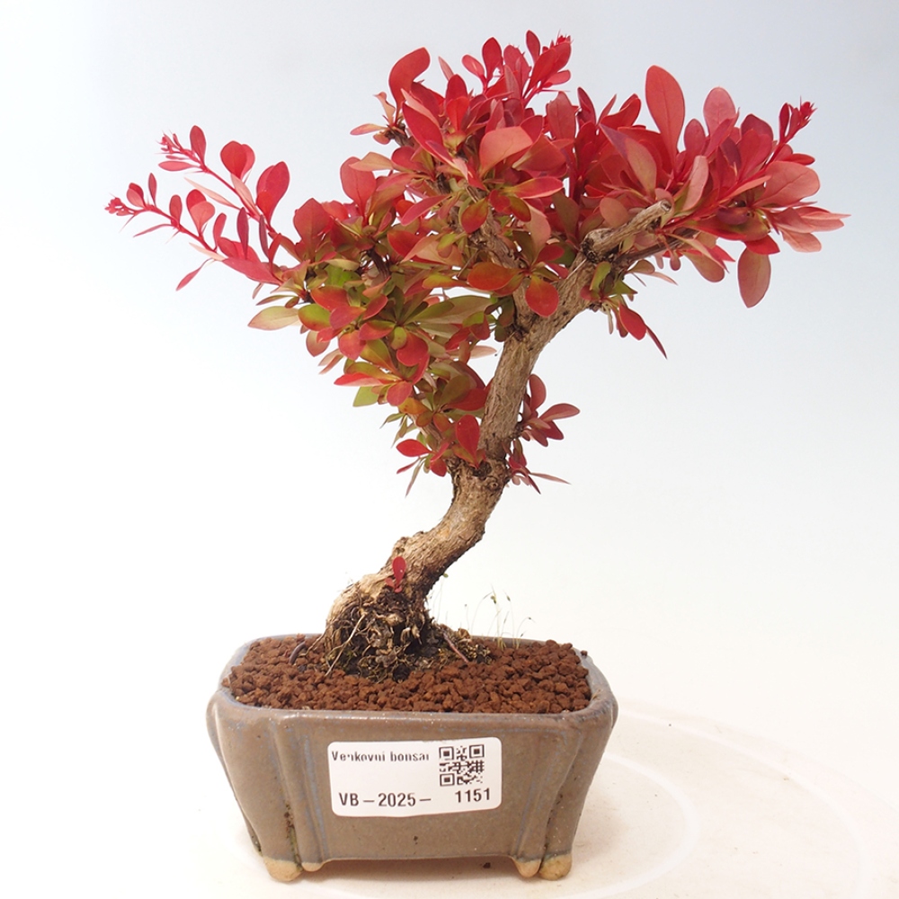 Vonkajší bonsai - Berberis thunbergii Kobold - Drištál Thunbergov