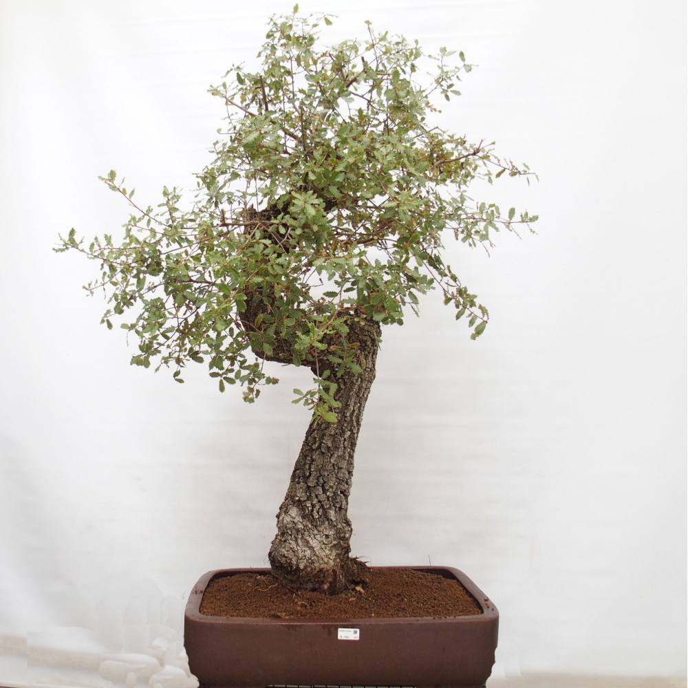 Yamadori - Quercus Ilex -Dub cezmínovitý