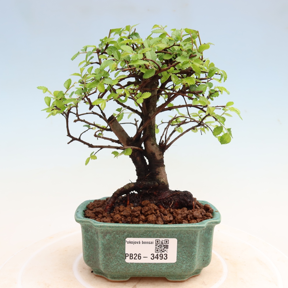 Izbový bonsaj - Ulmus parvifolia - brest malolistý