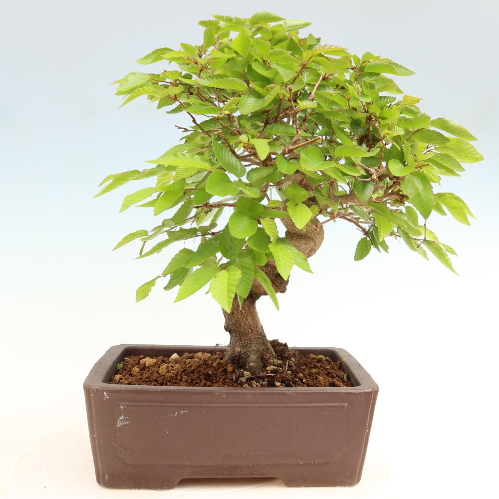 Vonkajší bonsaj -Carpinus coreana - Hrab kórejský