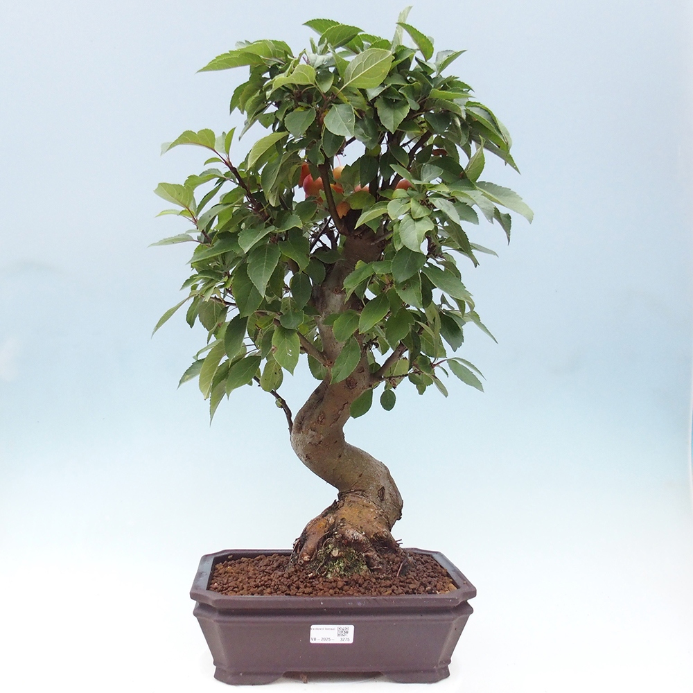Vonkajší bonsai -Malus halliana - Maloplodá jabloň