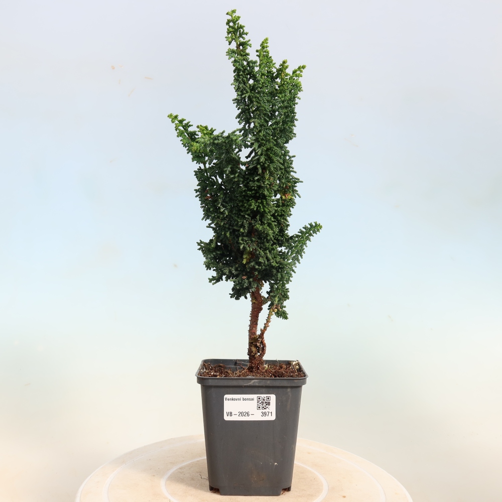 Vonkajší bonsaj - Cham. obtusa SEKKA HINOKI - Cypruštek