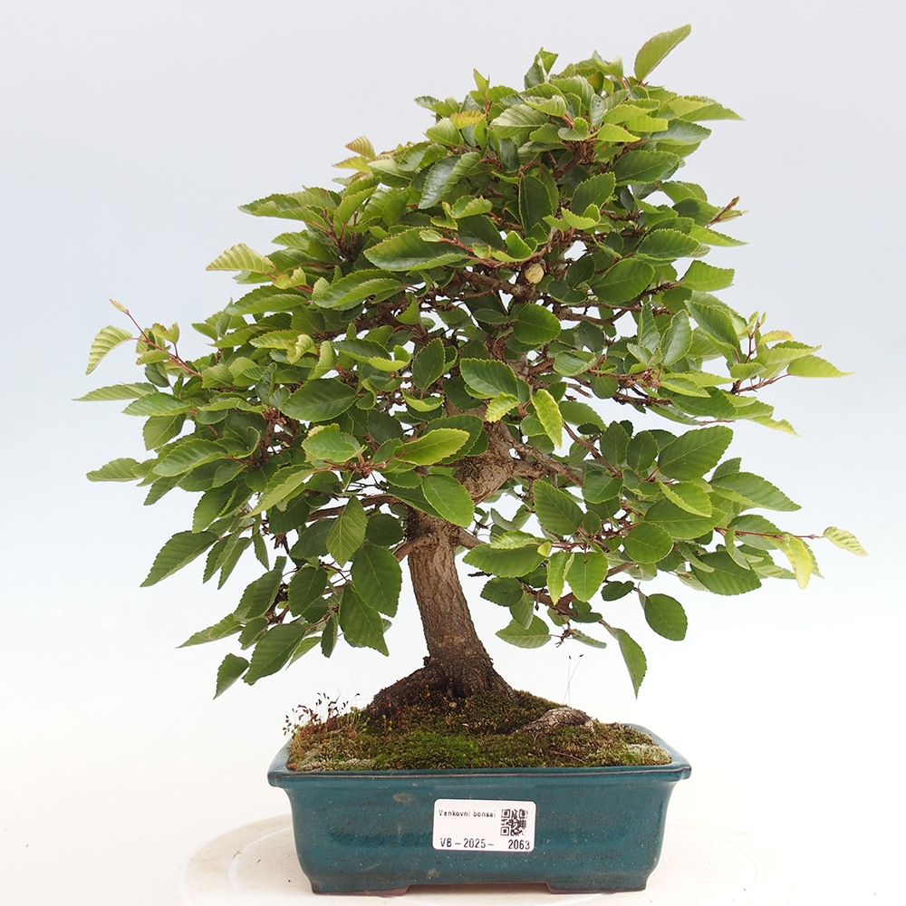 Vonkajší bonsai -Carpinus Coreana - Hrab kórejský