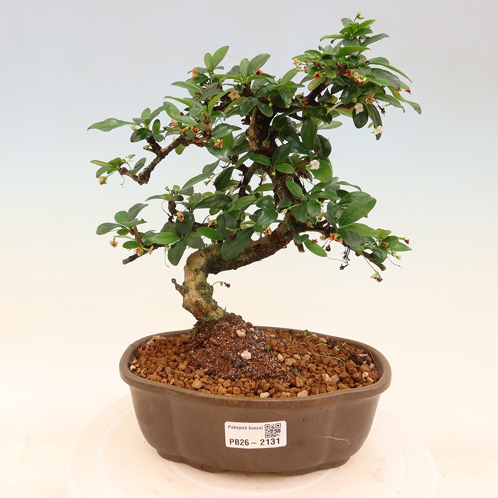 Izbové bonsaje - Carmona macrophylla - Tea fuki