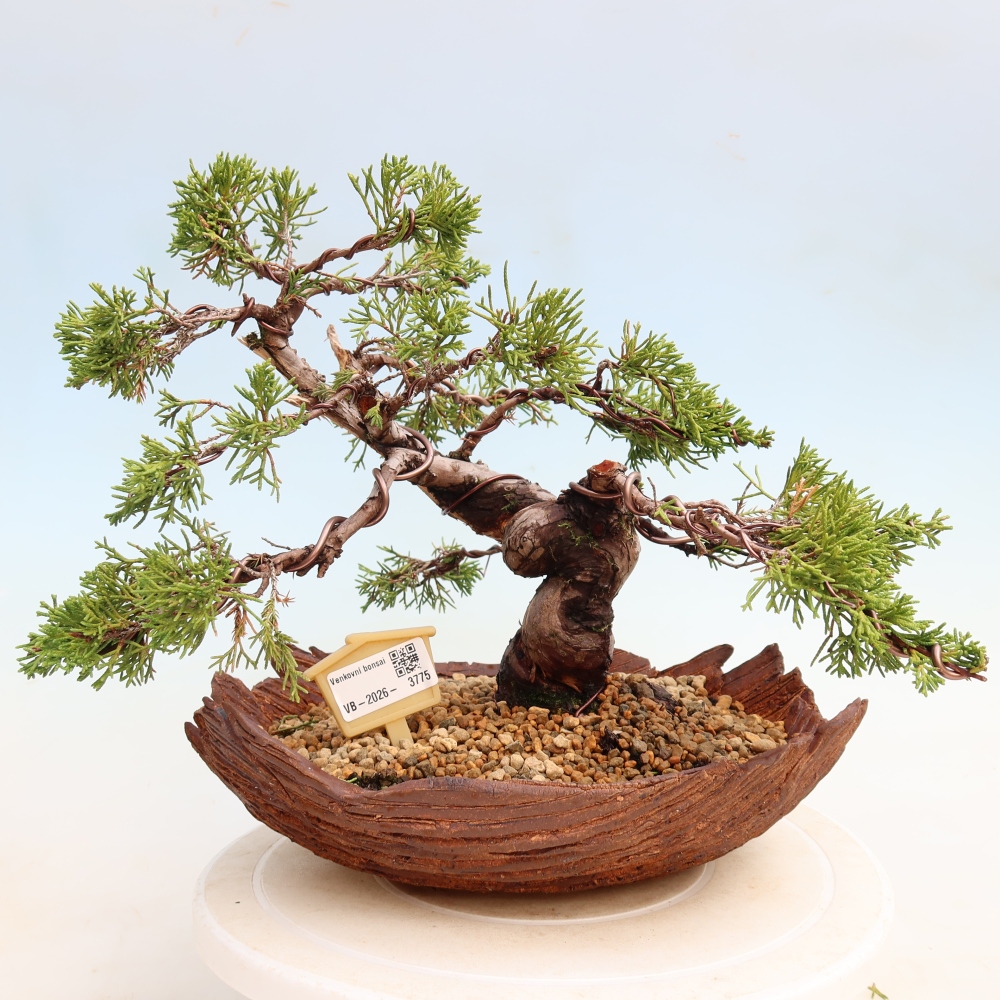Vonkajší bonsai – Juniperus chinensis Itoigawa – čínsky jalovec