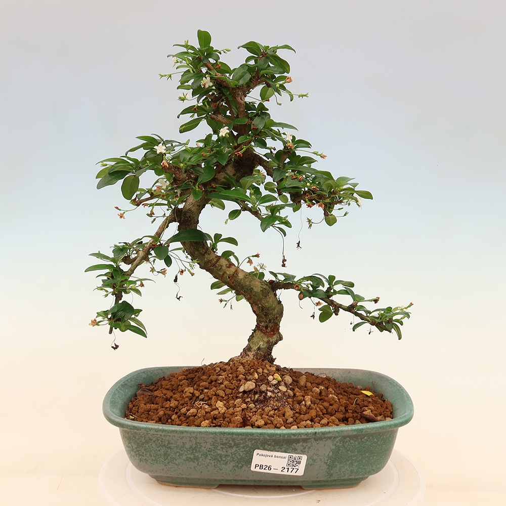 Izbové bonsaje - Carmona macrophylla - Tea fuki