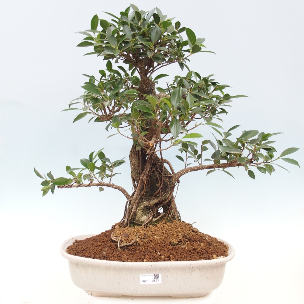 Izbový bonsaj - Ficus kimmen - drobnolistý fikus - len osobný odber alebo preprava na paletách