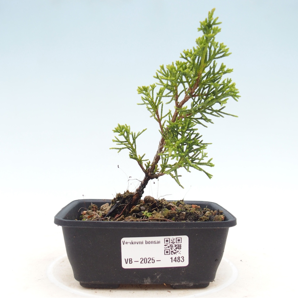 Vonkajší bonsai - Juniperus chinensis Itoigawa -Jalovec čínsky