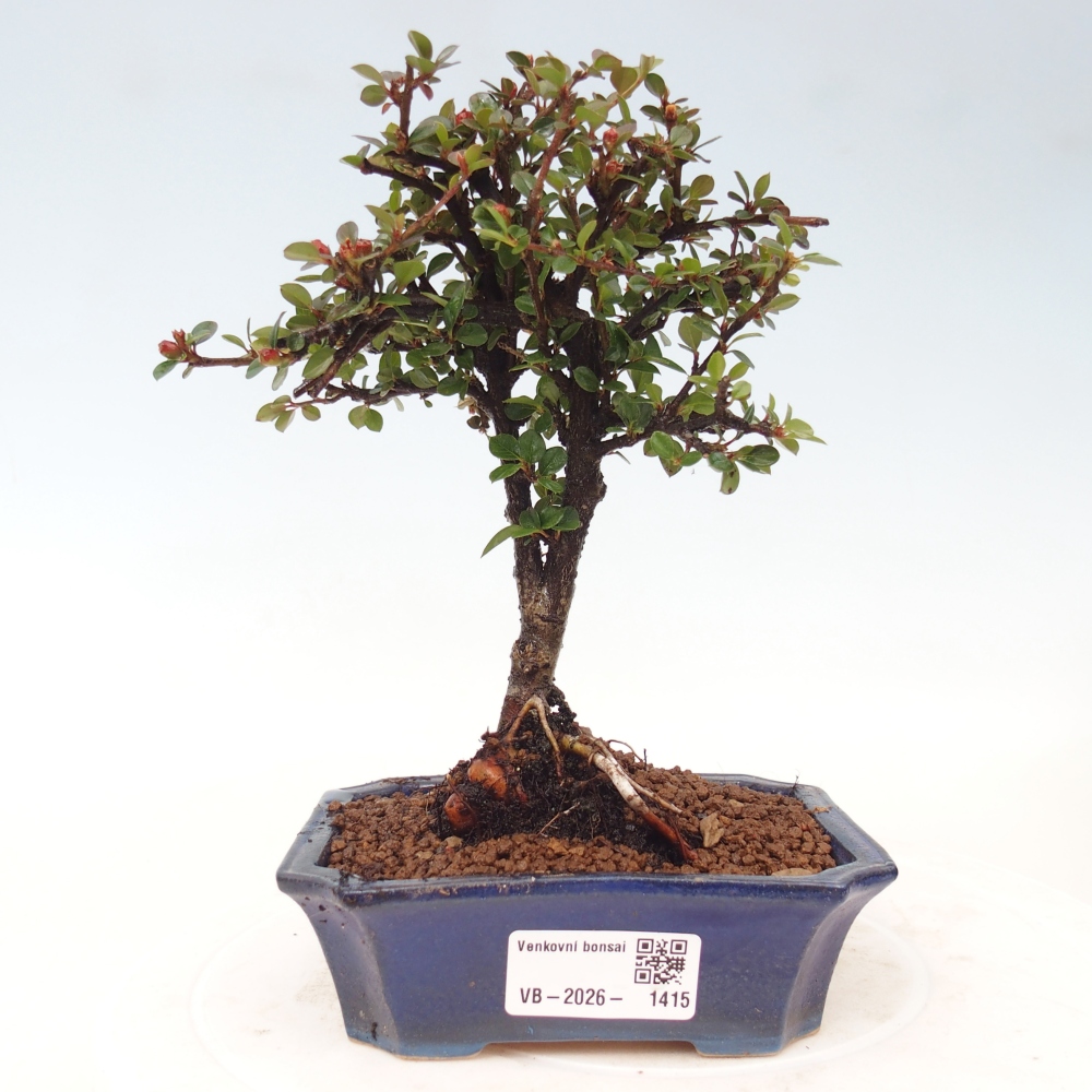 Vonkajšie bonsaje - Cotoneaster horizontalis - Skalnaté hory
