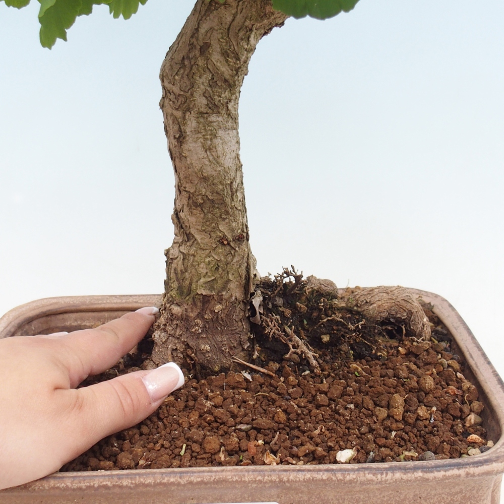 Vonkajšie bonsaje - Ginkgo biloba - Ginkgo biloba