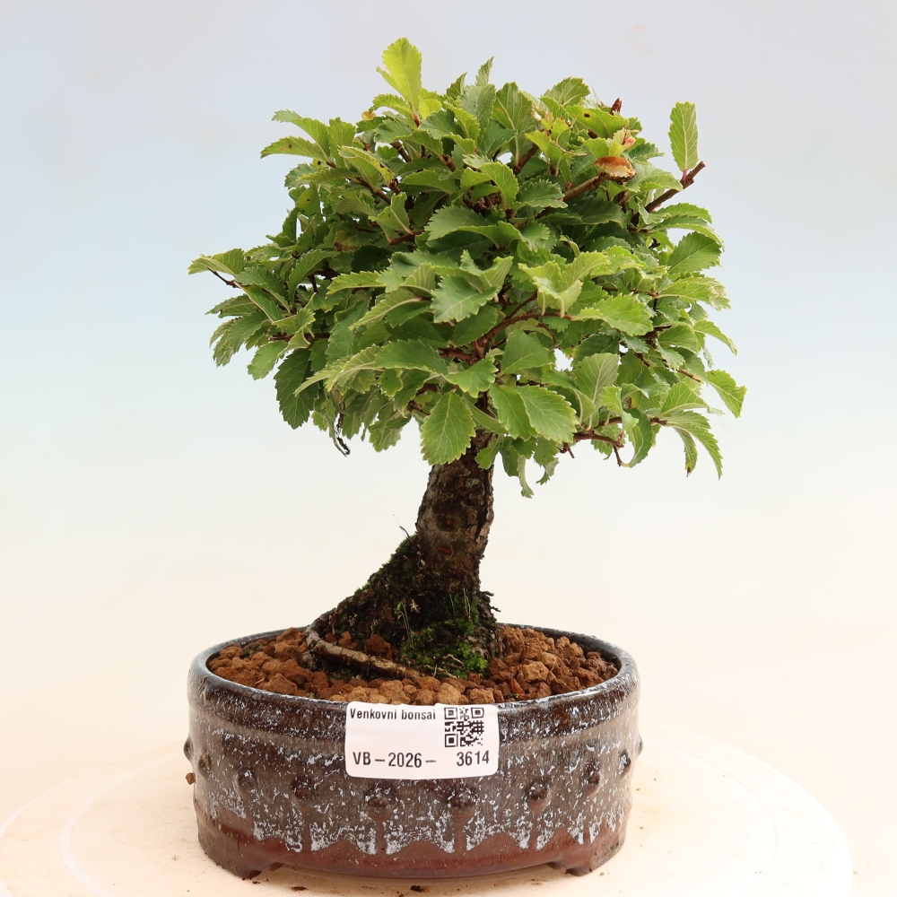 Vonkajšie bonsaje - Zelkova - Zelkova NIRE
