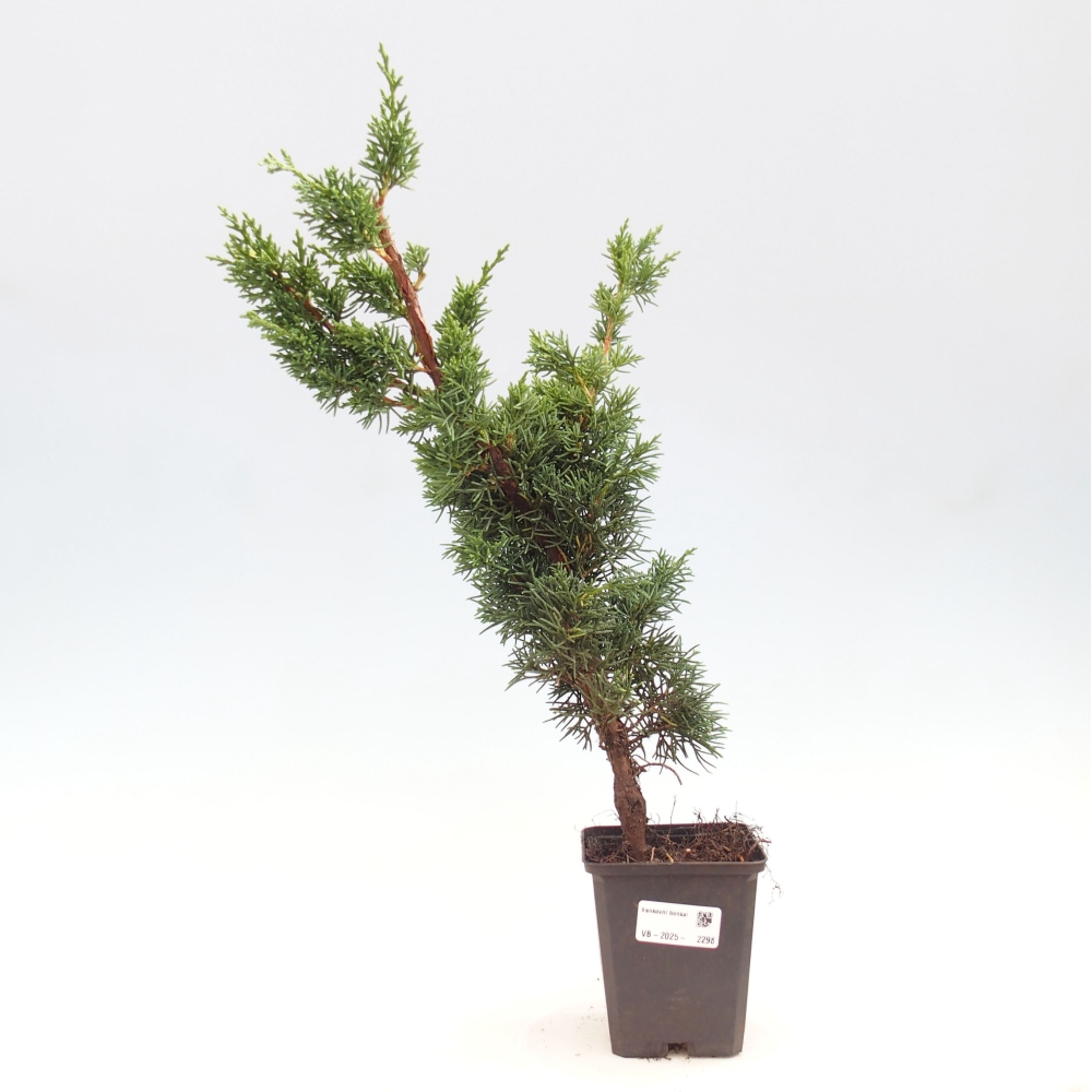 Vonkajšie bonsai - Juniperus chinensis Kishu -Jalovec čínsky