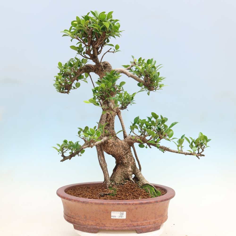 Izbové bonsaje - Ficus kimmen - drobnolistý fikus