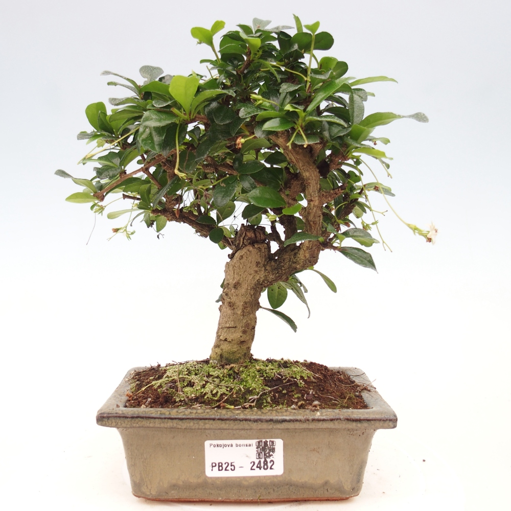 Izbová bonsai - Carmona macrophylla - Čaj fuki