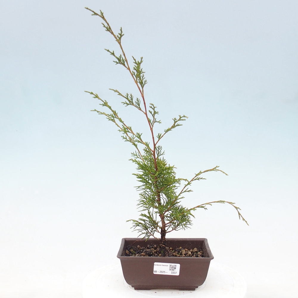 Vonkajší bonsai - Juniperus chinensis Itoigawa -Jalovec čínsky