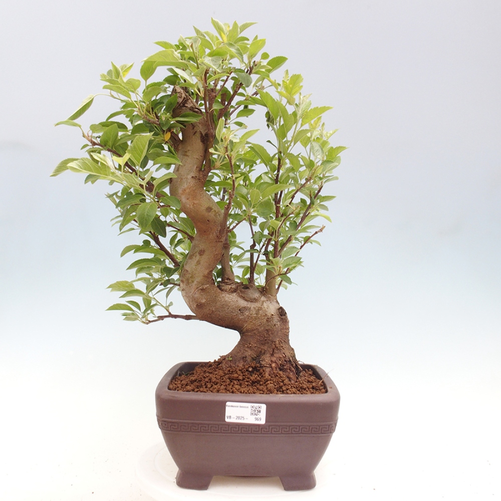 Vonkajší bonsai -Malus halliana - Maloplodá jabloň