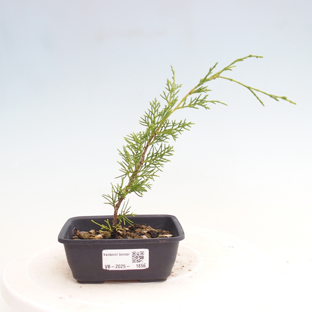 Vonkajší bonsai - Juniperus chinensis Itoigawa -Jalovec čínsky