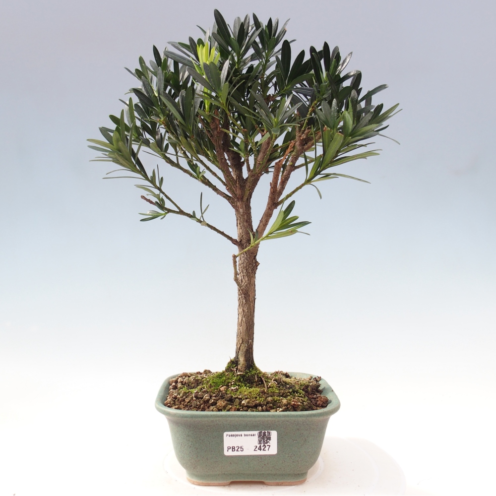 Izbová bonsai - Podocarpus - Kamenný tis