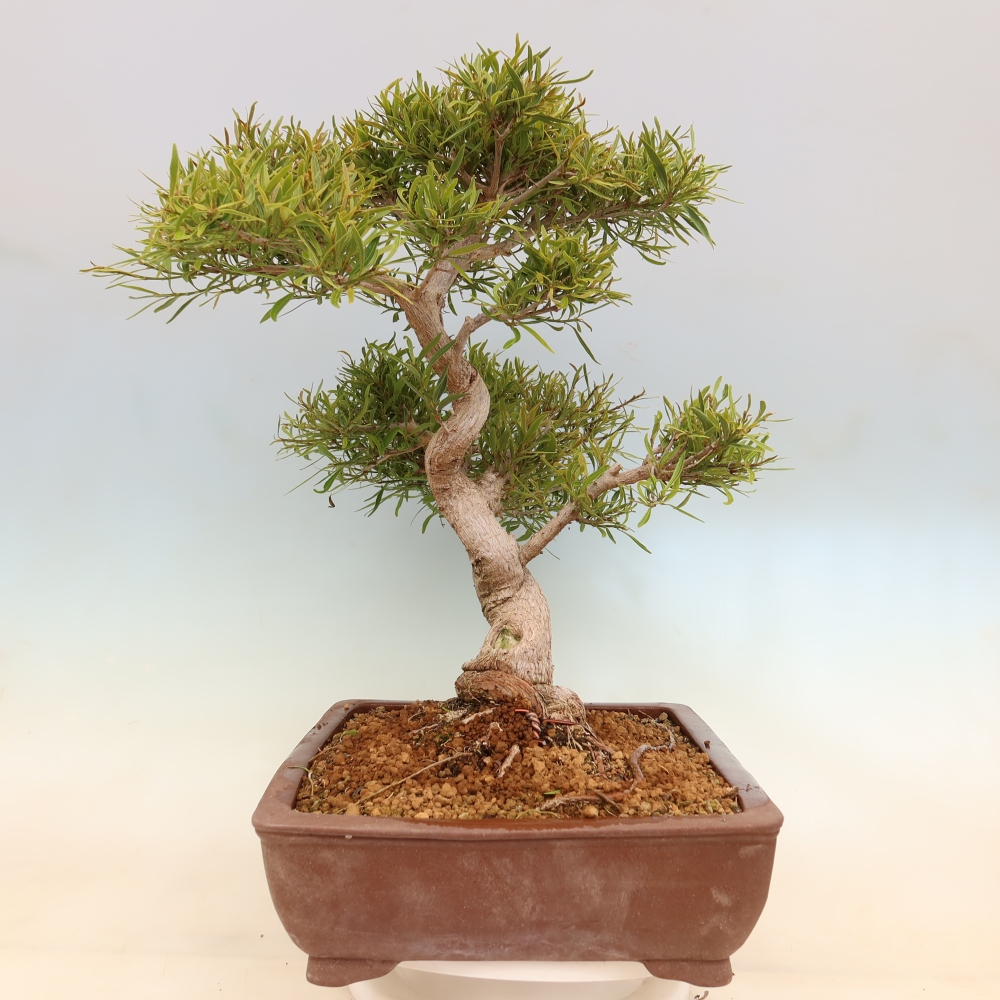 Izbové bonsaje - Ficus nerifolia - fíkus drobnolistý