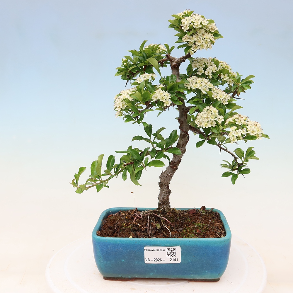 Vonkajší bonsai – Pyracantha teton – hlohovec šarlátový