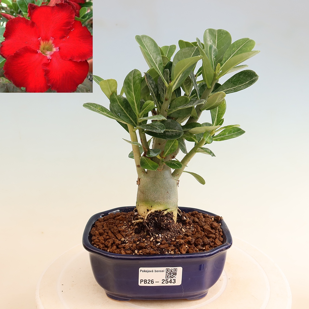 Izba bonsai – Adenium obesum Red Star – Púštna ruža