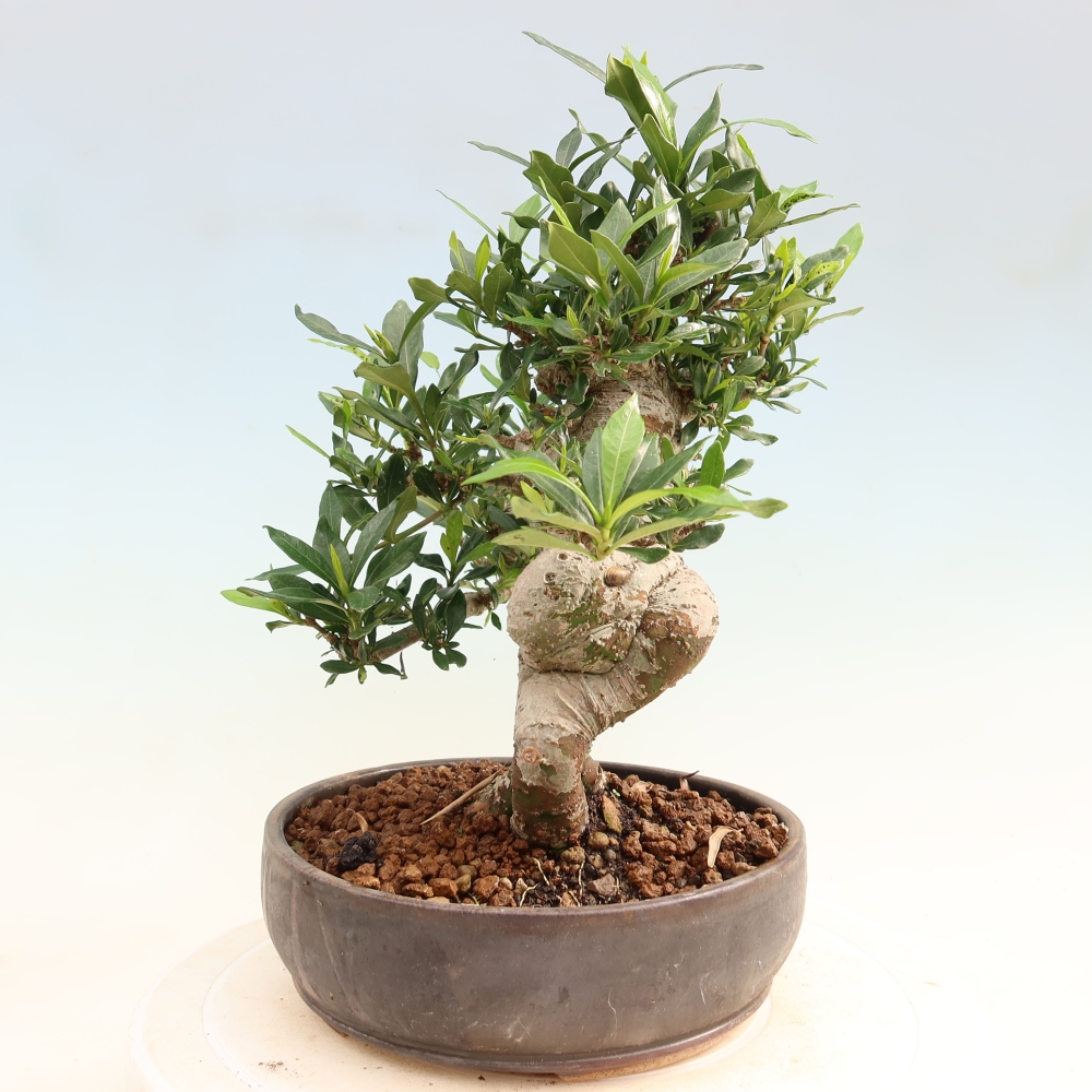 Izba bonsai – Gardenia jasminoides – gardénia