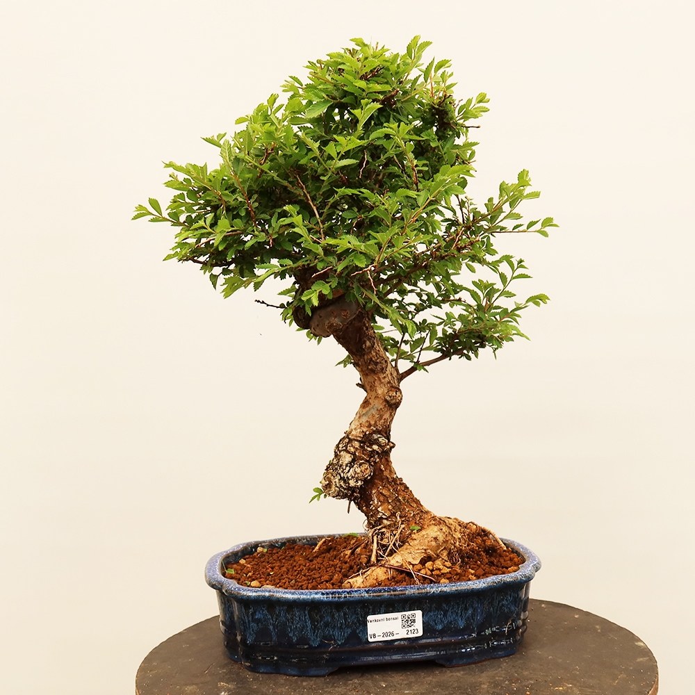 Vonkajšie bonsai - Zelkova - Zelkova NIRE