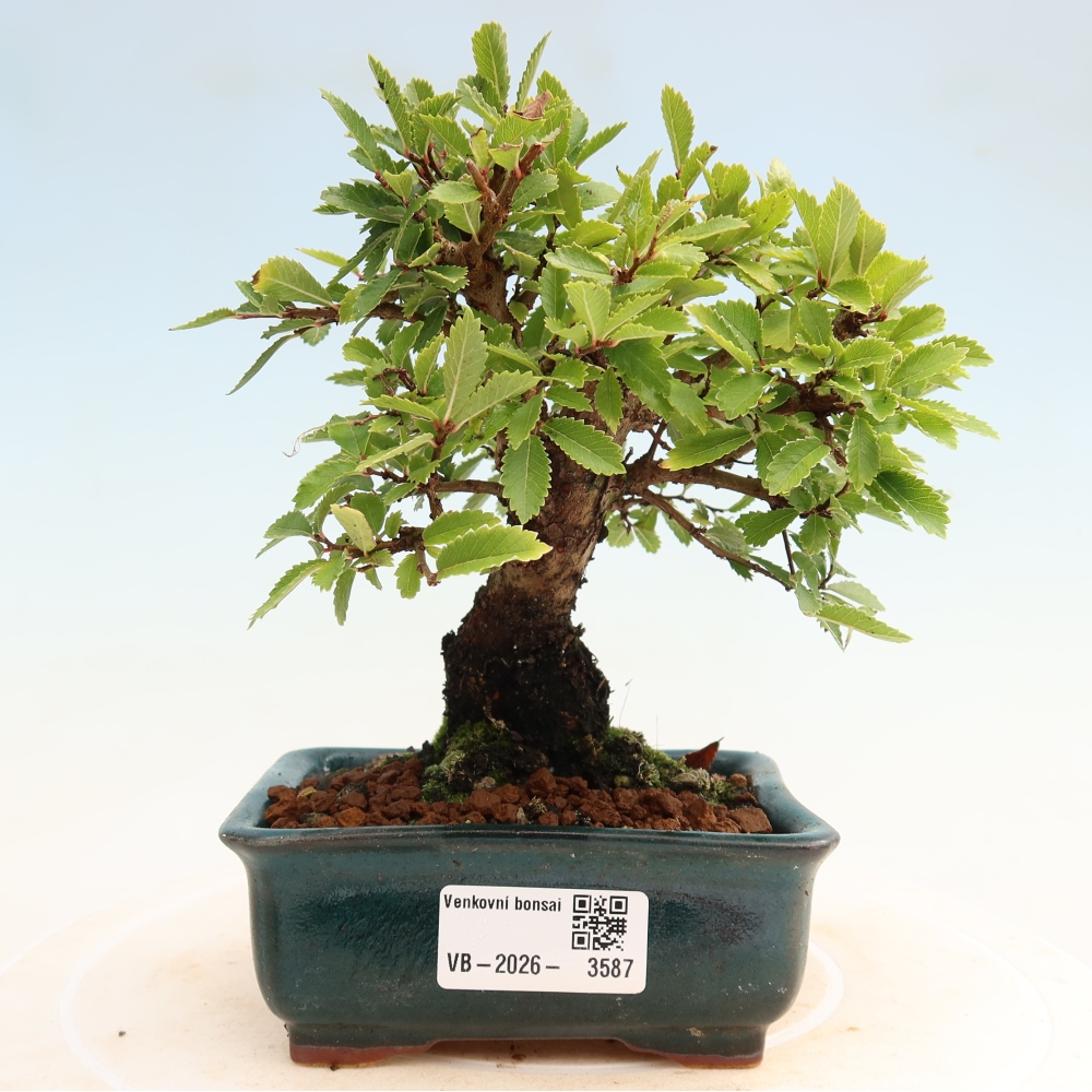 Vonkajšie bonsaje - Zelkova - Zelkova NIRE
