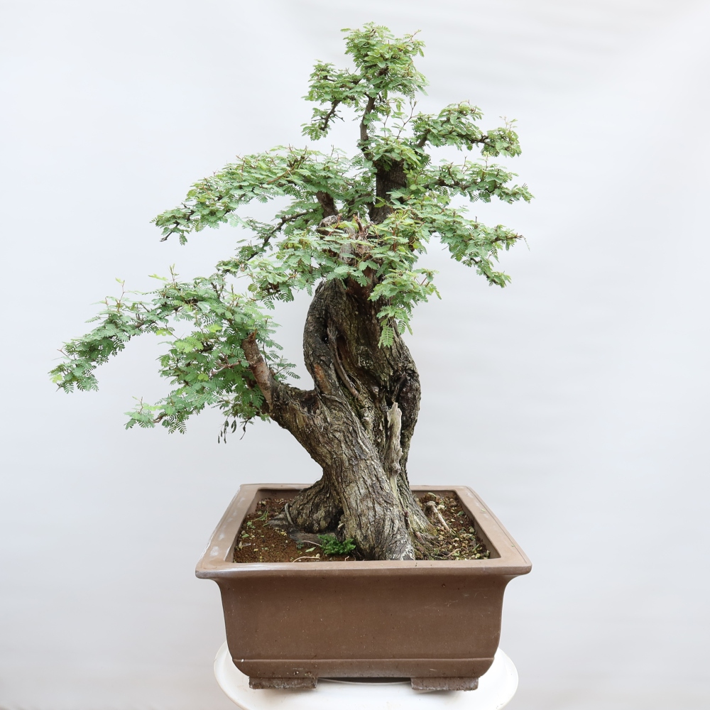 Izba bonsai – Akacia Arabica