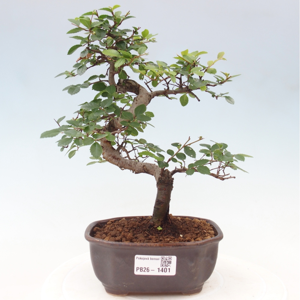 Izbový bonsaj - Ulmus parvifolia - brest malolistý