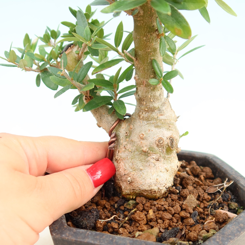 Izbový bonsaj - Olea europaea sylvestris