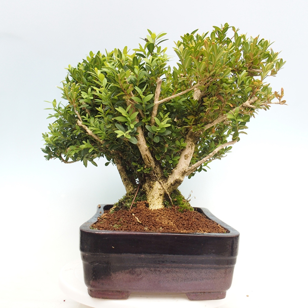 Vonkajšie bonsai - Buxus sempervirens - krušpán
