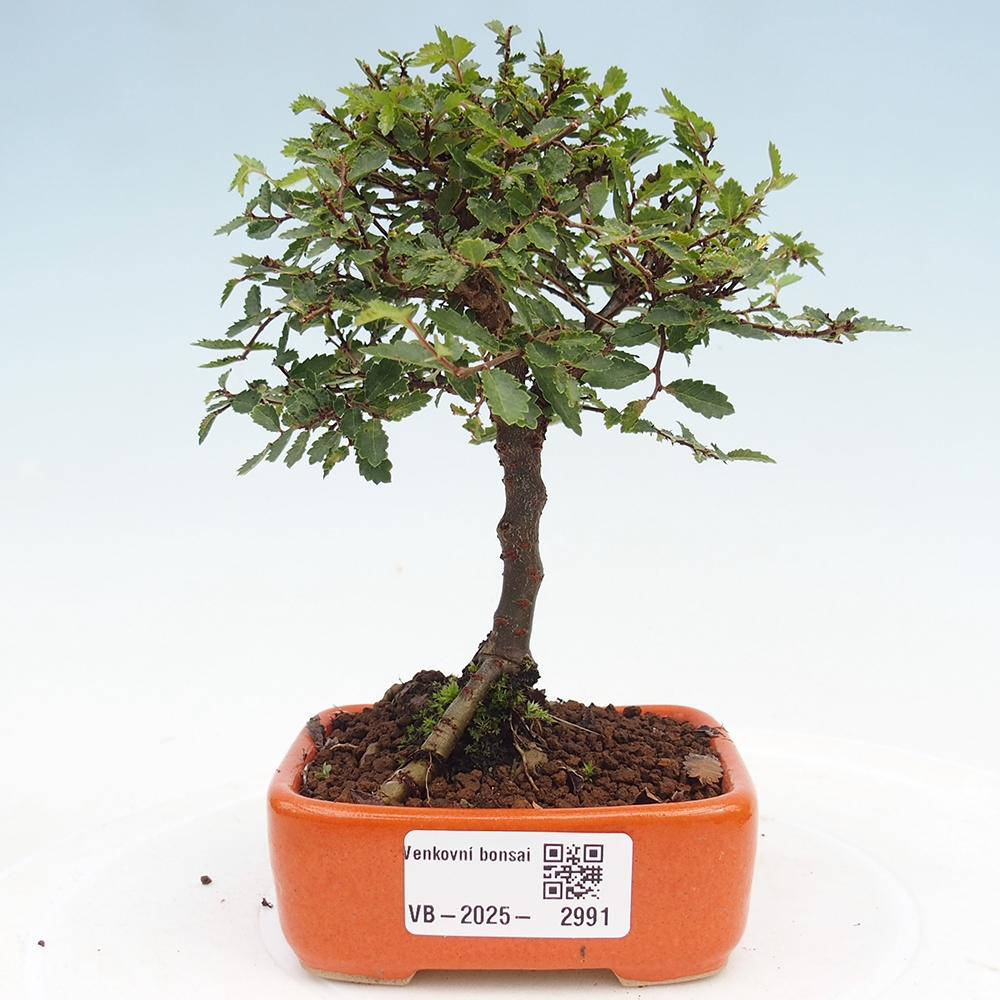 Vonkajší bonsai - Ulmus parvifolia Sagei - Malolistý brest