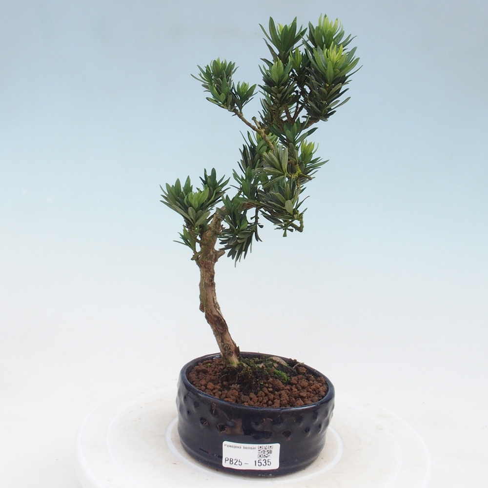 Izbová bonsai - Podocarpus - Kamenný tis