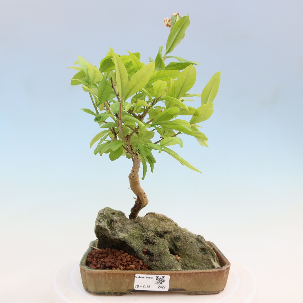 Vonkajší bonsaj - Ligustrum vulgare - Vtáčí zobák