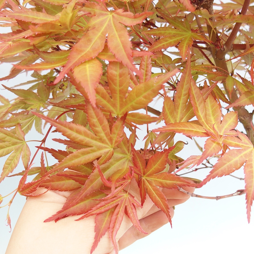 Vonkajší bonsaj - Acer palmatum Beni Tsukasa v kontajneri