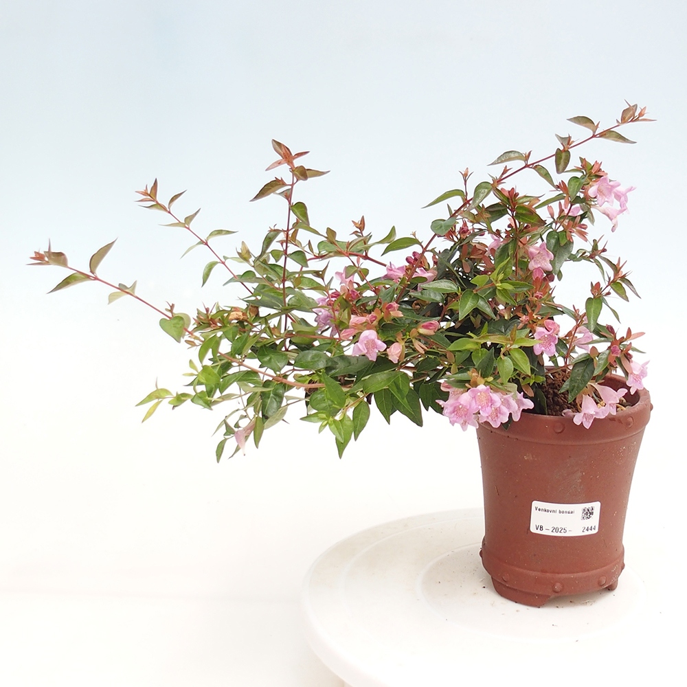 Vonkajší bonsai - Abelia Grandiflora - Abélia veľkokvetá
