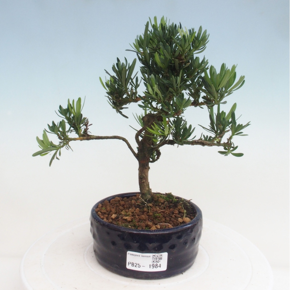 Izbová bonsai - Podocarpus - Kamenný tis