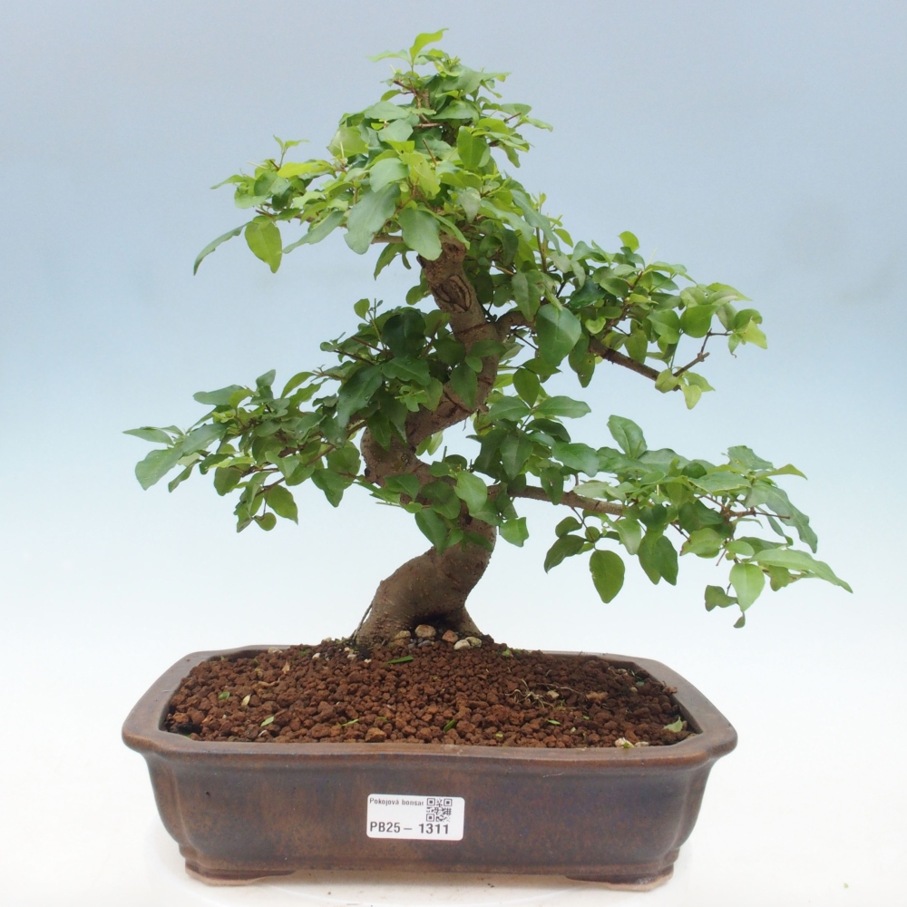 Izbová bonsai -Ligustrum chinensis - Vtáčí zob