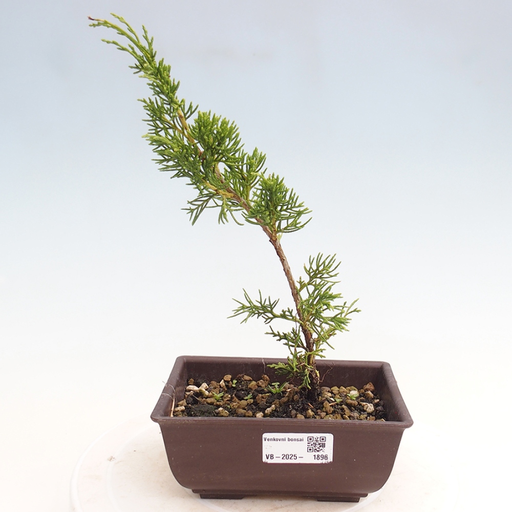 Vonkajší bonsai - Juniperus chinensis Itoigawa -Jalovec čínsky
