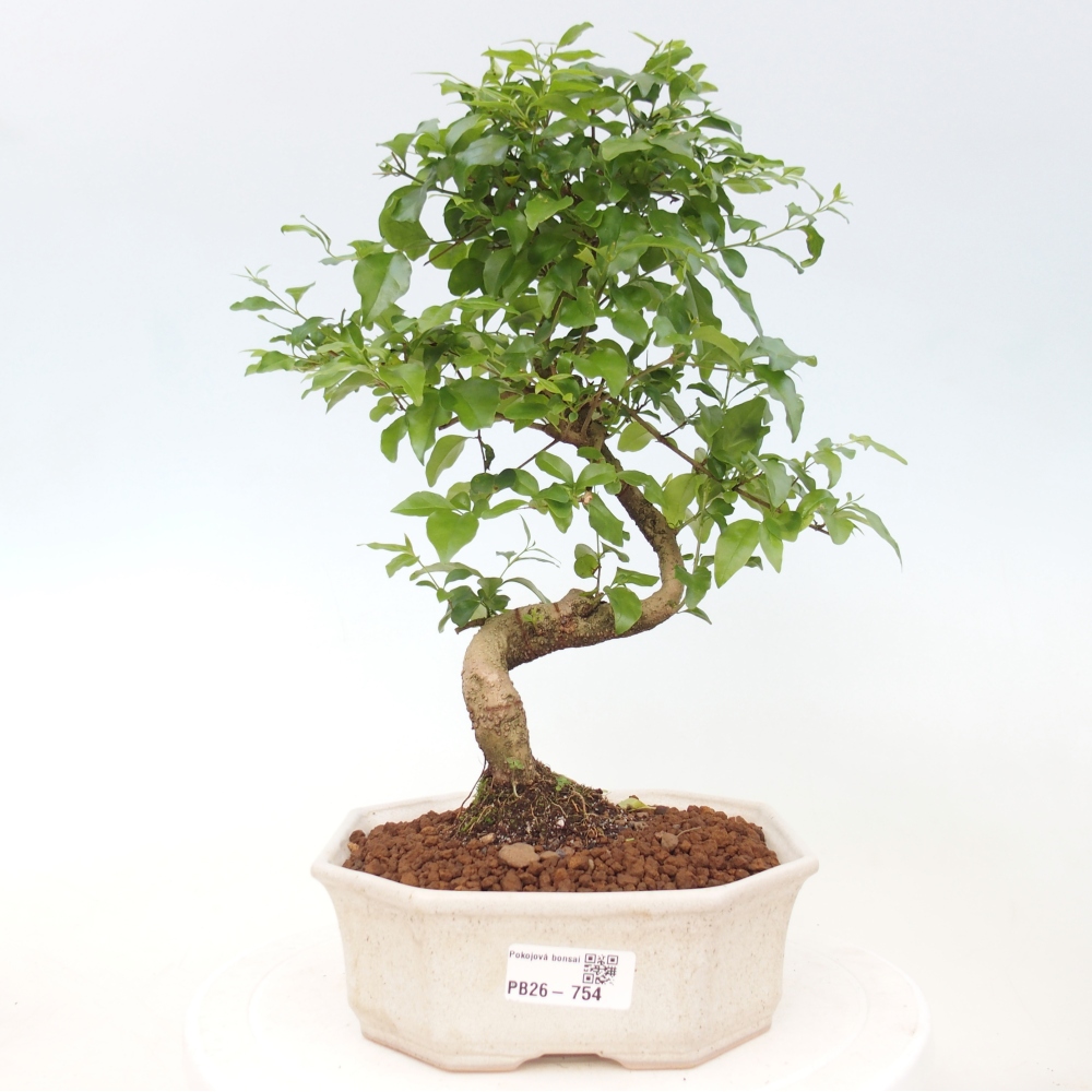 Izbová bonsai -Ligustrum chinensis - Vtáčí zob