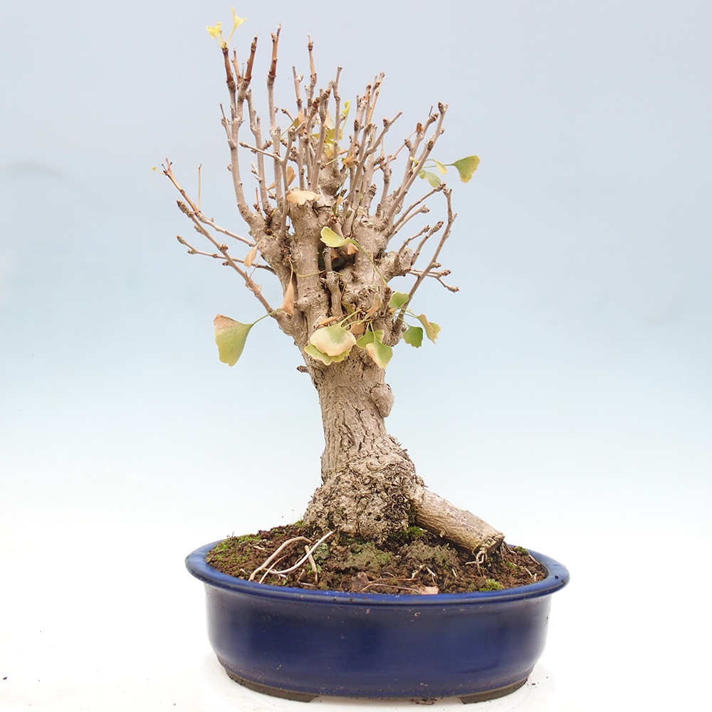 Vonkajšie bonsai - Ginko dvojlaločné - Ginkgo biloba