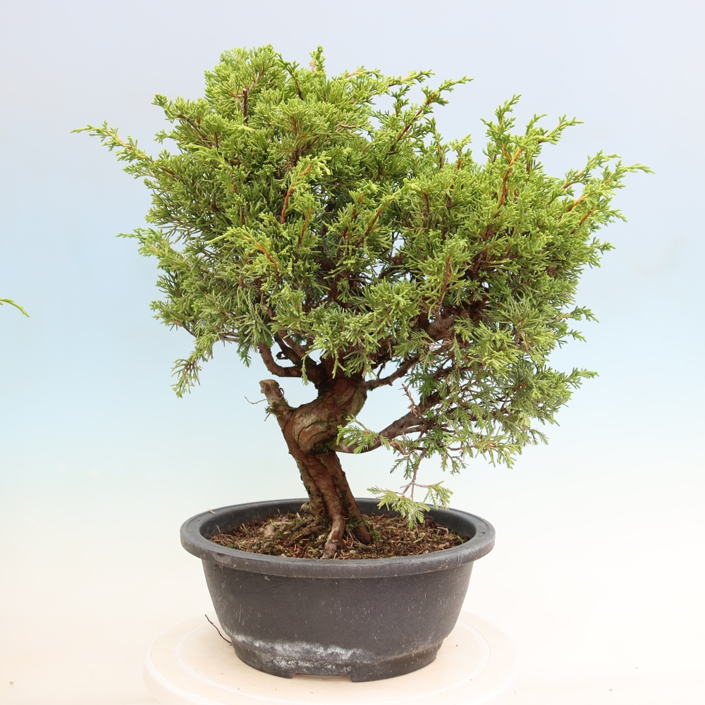 Vonkajší bonsai – Juniperus chinensis Itoigawa – čínsky jalovec