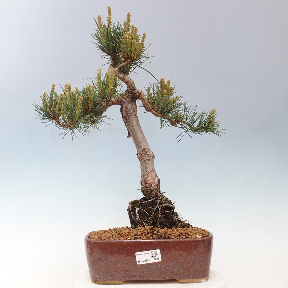 Vonkajšie bonsai - Pinus Sylvestris - Borovica lesná
