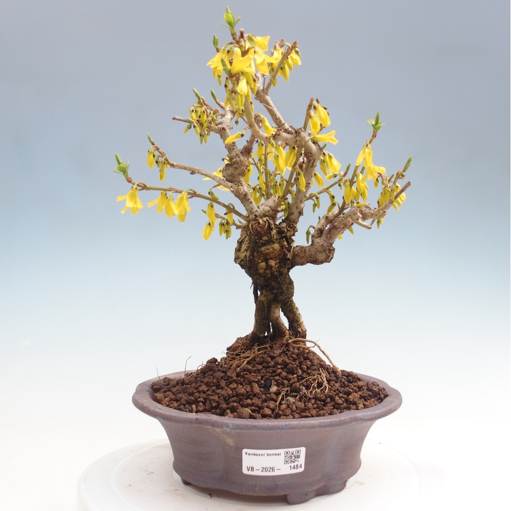 Vonkajšie bonsaje - Zlatice - Forsythia koreana